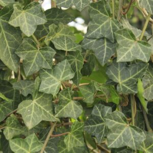 Hedera – Detailansicht der Blätter