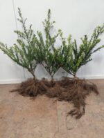 Ilex crenata Green Hedge – Bild 4