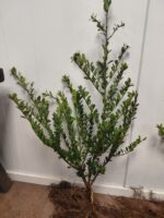 Ilex crenata Green Hedge – Bild 5