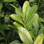 Lorbeer (Laurus rotundifolia) – Detailansicht der Blätter