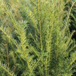 Detailfoto der Nadeln der Eibe