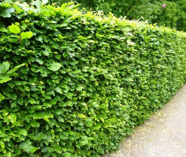 Beukenhaag (Fagus Sylvatica Groen)