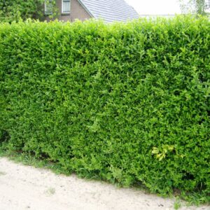 Ligusterhaag (Ligustrum Ovalifolium)