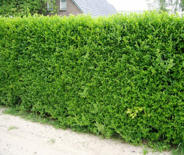 Ligusterhaag (Ligustrum Ovalifolium)