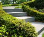 Taxushaag (Taxus Baccata)