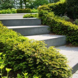 Taxushaag (Taxus Baccata)