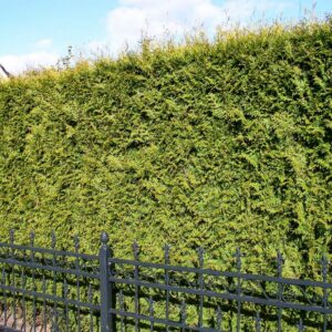 Thuja haag / Thuja occidentalis Brabant