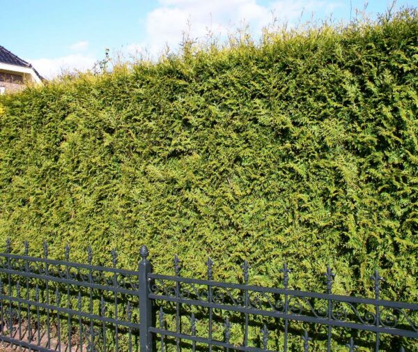 Thuja haag / Thuja occidentalis Brabant