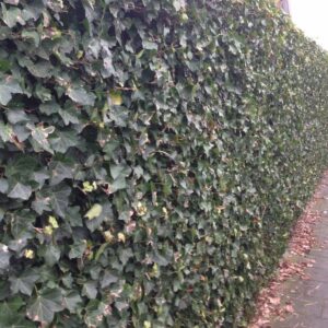 hedera haag (Hedera Hibernica)