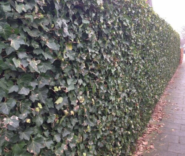 hedera haag (Hedera Hibernica)