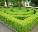Ilex haag (Ilex crenata Green Hedge / Japanse hulst)