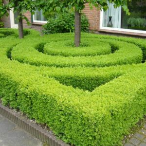 Ilex haag (Ilex crenata Green Hedge / Japanse hulst)