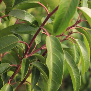 Portugiesischer Lorbeer – Detailansicht der Blätter