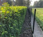 Portugese Laurier (Prunus Lusitanica Angustifolia)