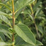 Laurier Novita – Detailansicht der Blätter