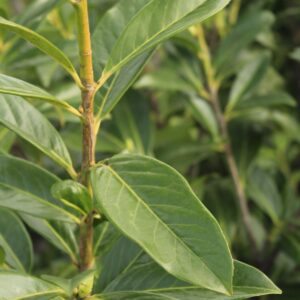 Laurier Novita – Detailansicht der Blätter