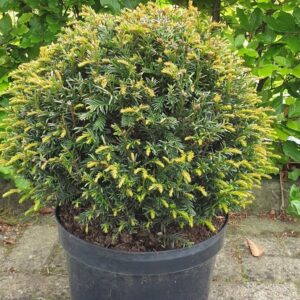 Taxus bol