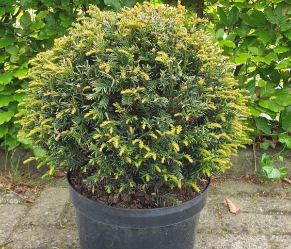 Taxus bol