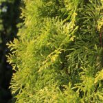 Thuja Smaragd – Detailansicht der Blätter