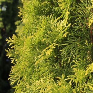 Thuja Smaragd – Detailansicht der Blätter