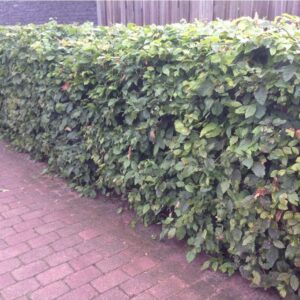 Haagbeuk / Carpinus Betulus