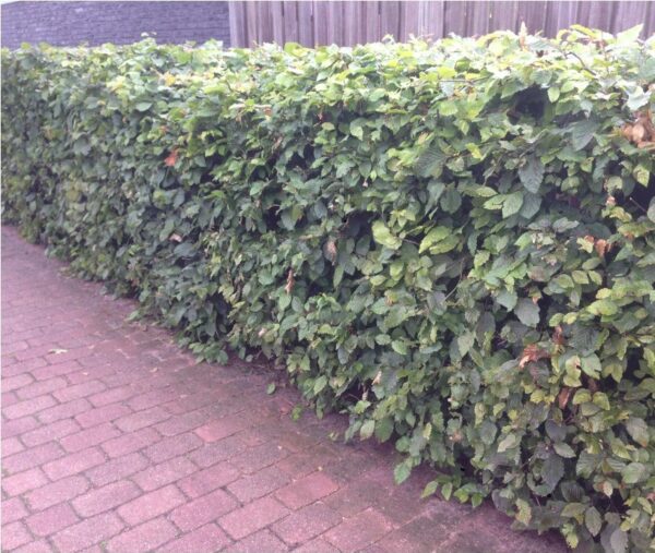 Haagbeuk / Carpinus Betulus