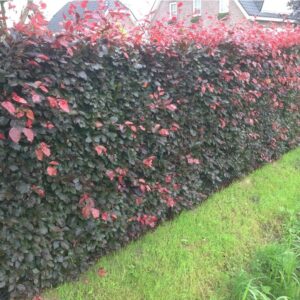 Rode beukenhaag / Fagus Sylvatica 'Atropunicea'