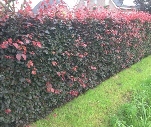 Rode beukenhaag / Fagus Sylvatica 'Atropunicea'