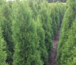 Thuja haag / Thuja occidentalis Smaragd