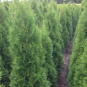 Thuja haag / Thuja occidentalis Smaragd