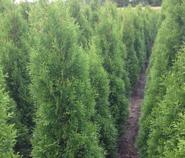 Thuja haag / Thuja occidentalis Smaragd