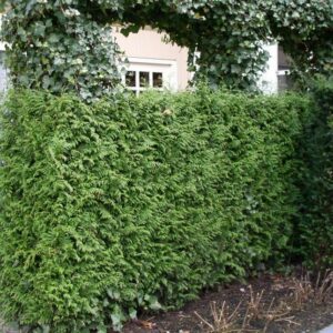 Thuja haag (Plicata Gelderland)