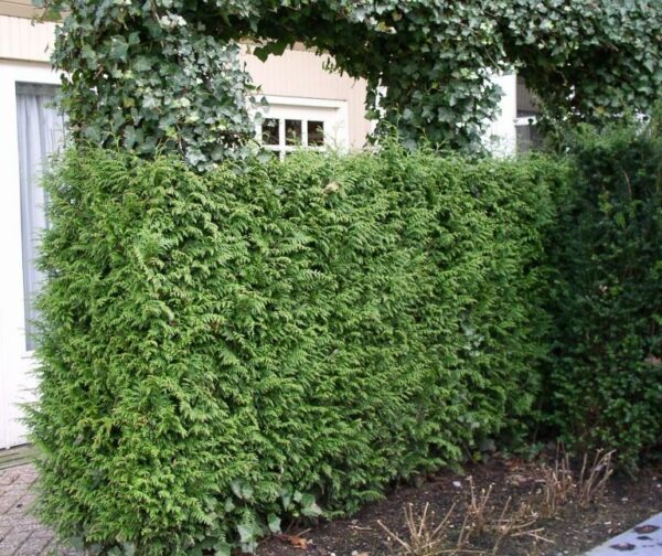 Thuja haag (Plicata Gelderland)