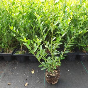 Ilex maximowicziana Kanehirae