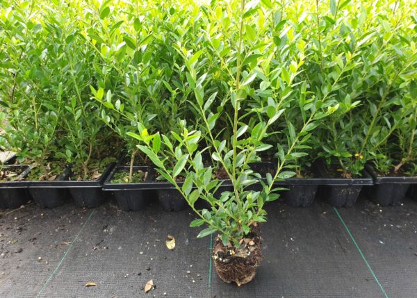 Ilex maximowicziana Kanehirae