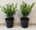 Ilex Crenata Caroline Upright