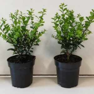 Ilex Crenata Caroline Upright
