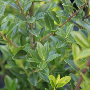 Japanischer Spindelstrauch – Detailansicht der Blätter