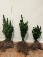Euonymus japonicus Green Spire / Japanischer Spindelstrauch – Bild 5