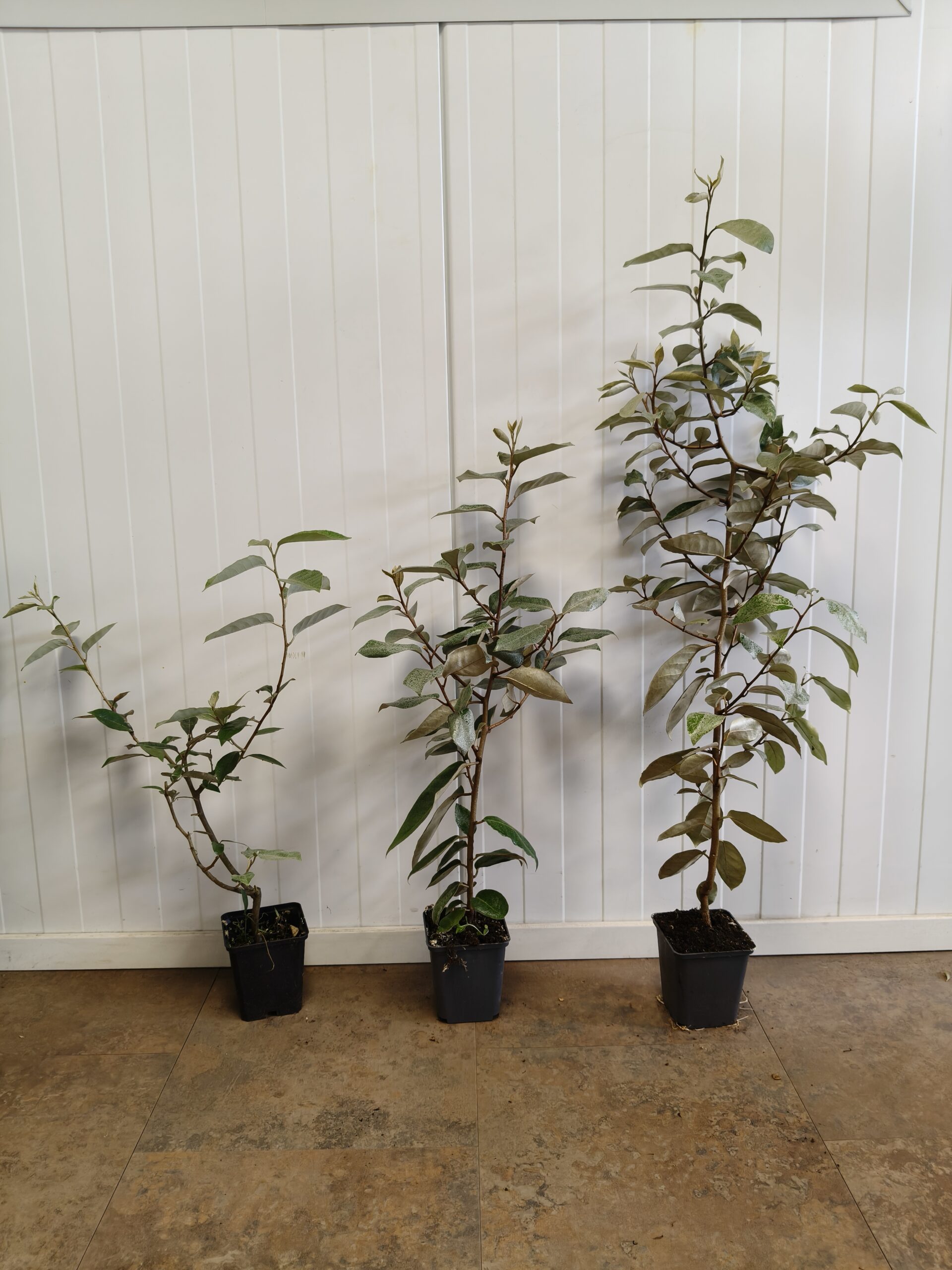 oplus_2097184 Wintergrüne Ölweide (Elaeagnus ebbingei) – Bild 1