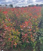 Glanzmispel / Photinia Fraseri Red Robin