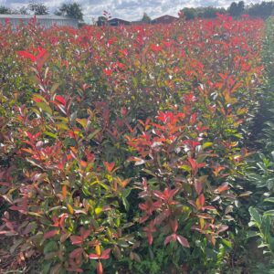 Glanzmispel / Photinia Fraseri Red Robin