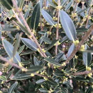 Phillyrea angustifolia (Steinlinde)