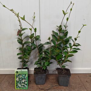 Toskanischer Jasmin / Trachelospermum jasminoides