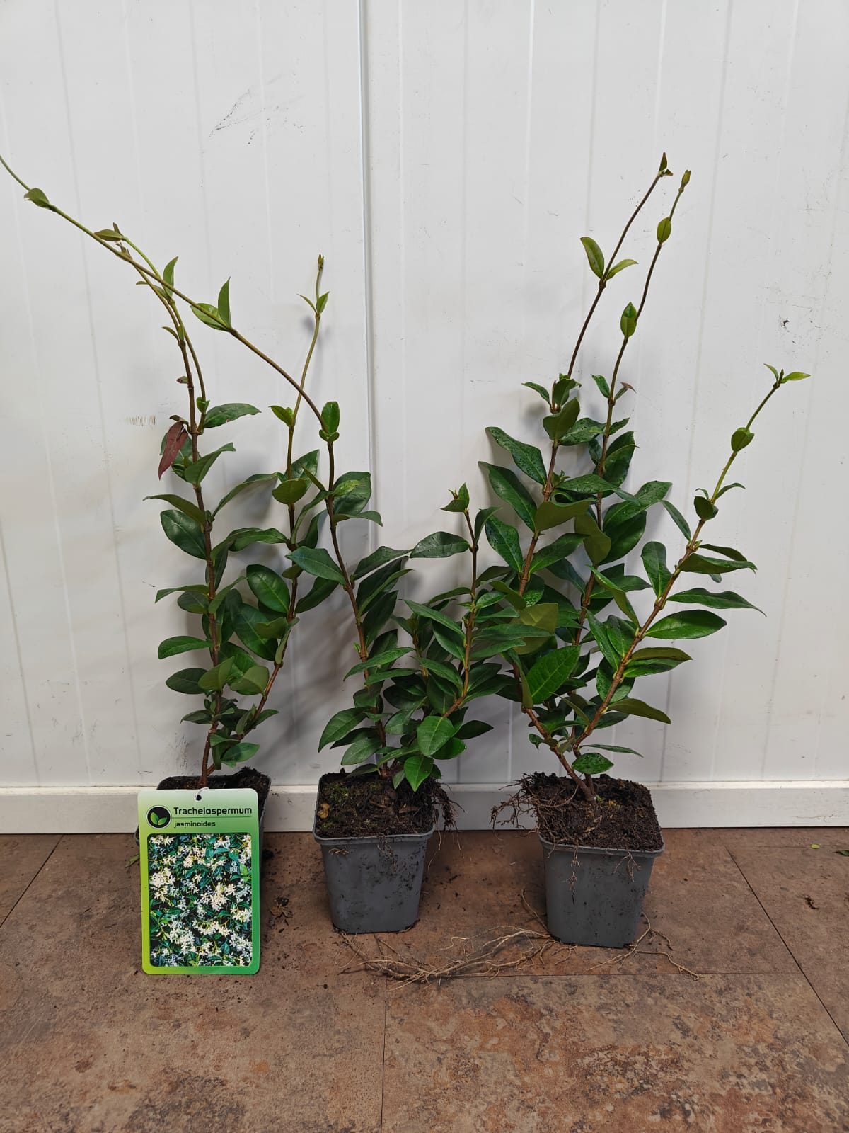 jasmijn Toskanischer Jasmin / Trachelospermum jasminoides – Bild 1