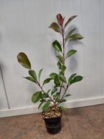 Glanzmispel / Photinia Fraseri Red Robin – Bild 2