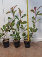 Glanzmispel / Photinia Fraseri Red Robin – Bild 3